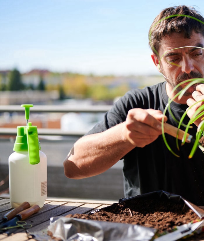 Jardinier adulte concentré transplantant un palmier à queue de cheval vert tout en mettant de la terre avec une pelle dans un pot, assis à une table sur une terrasse en été.