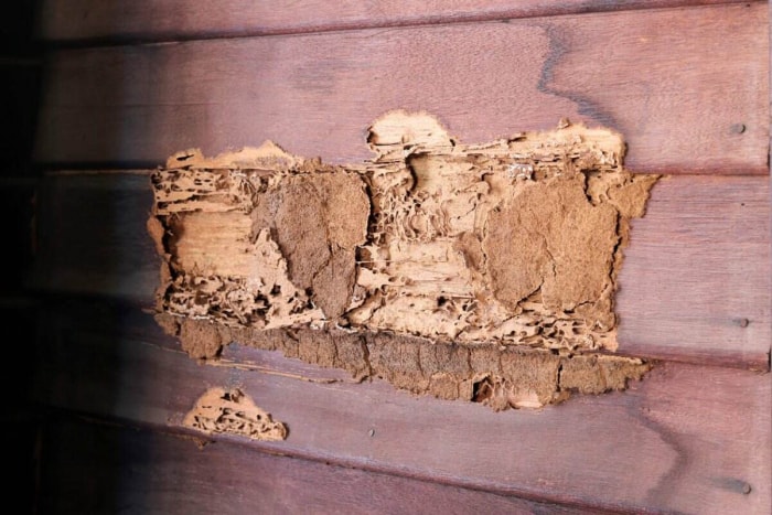 Gros plan sur les dégâts causés par les termites dans le bois.