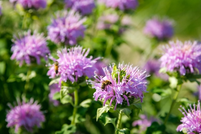 Abeilles sur de grandes fleurs violettes de mélisse.