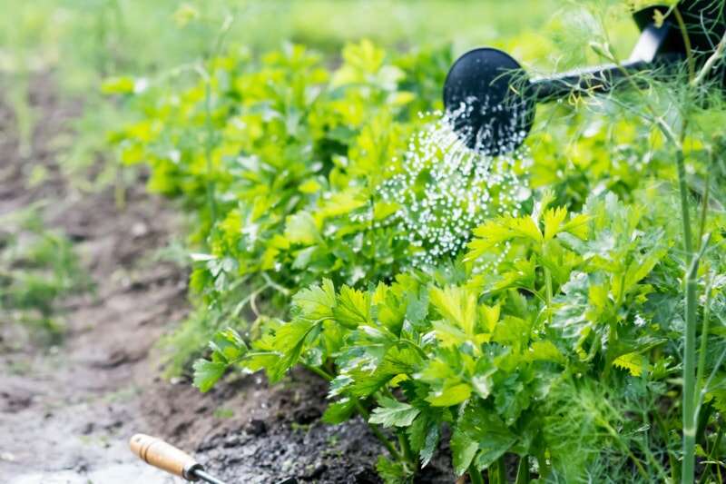 L'arrosoir arrose les plants de céleri dans le jardin extérieur.