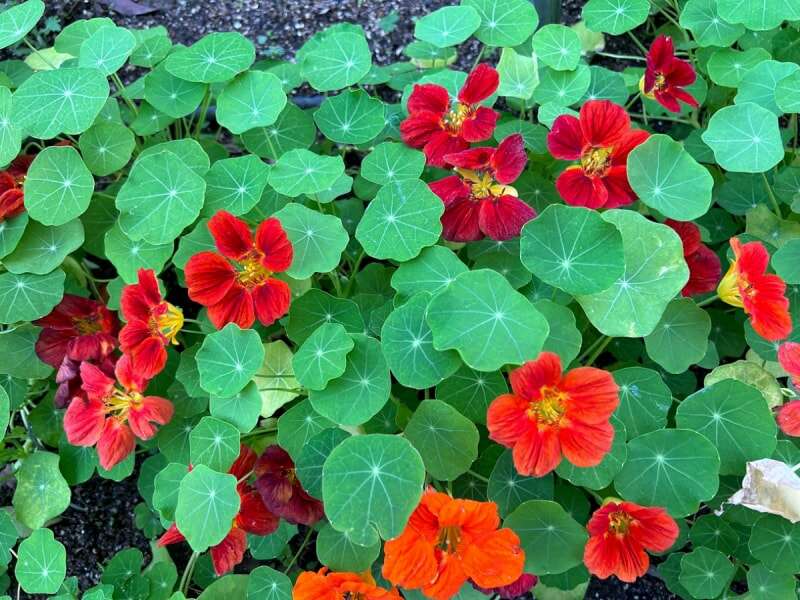 Fleurs de capucine rouges parmi les feuilles vertes.