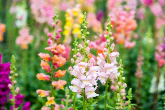 Fleurs de muflier colorées dans le jardin.