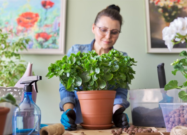 soins des plantes kalanchoe