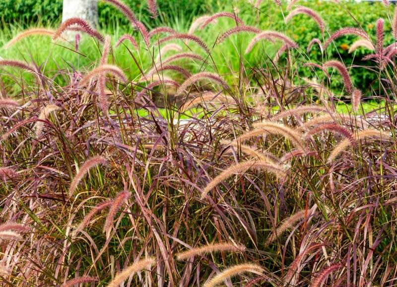 Les 15 meilleures plantes pour les rocailles