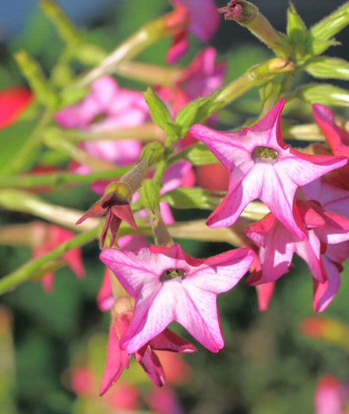 iStock-503316151 fleurs annuelles nicotiana.jpg