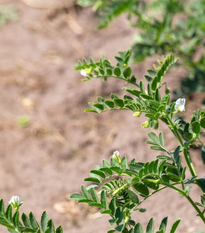 Une plante de pois chiche produit des fleurs blanches.