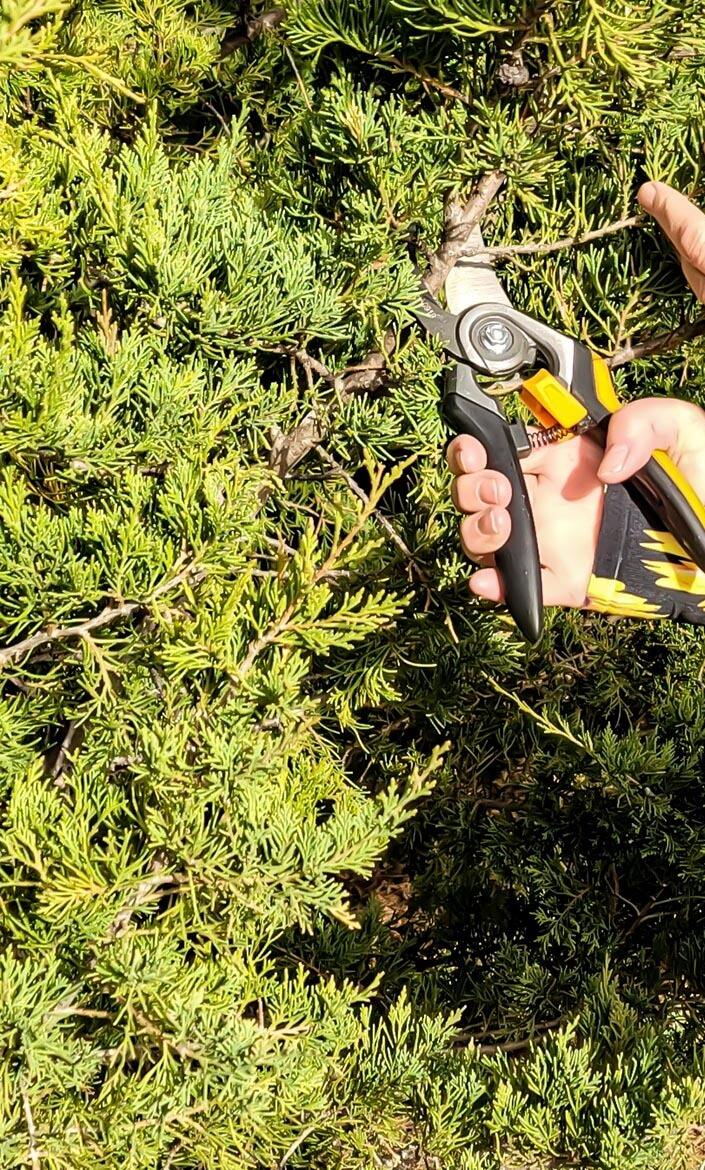 Gros plan d'une femme utilisant un sécateur pour tailler un arbre tout en portant des manches de jardinage Wellday