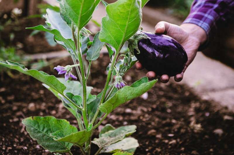 Une personne récoltant une aubergine dans le jardin.