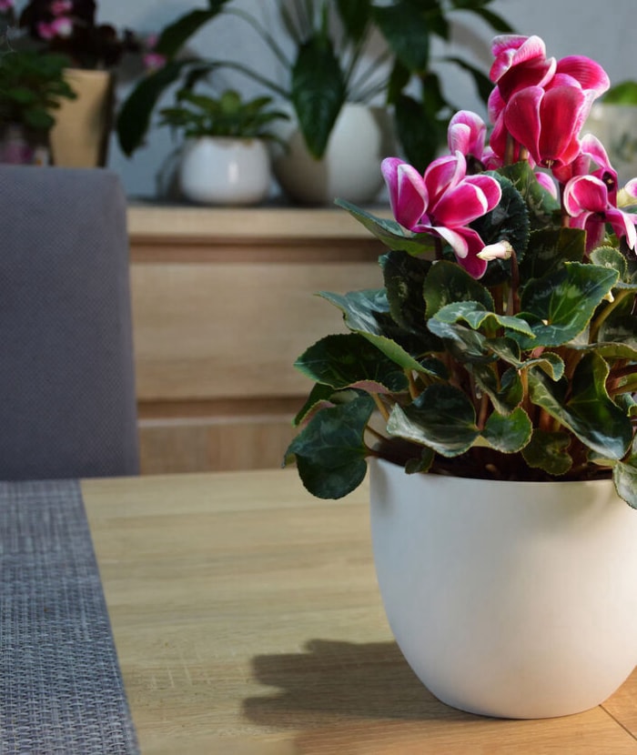 Cyclamen persicum à fleurs roses et blanches en pot blanc.