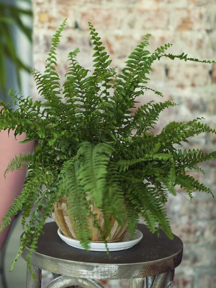 11 choses que vous ne saviez pas que les plantes d'intérieur adorent