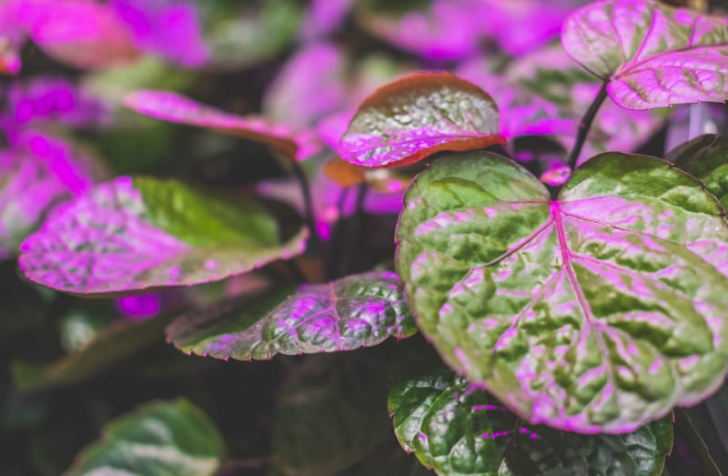 Les feuilles d'une plante d'intérieur verte brillent sous la lumière ultraviolette.