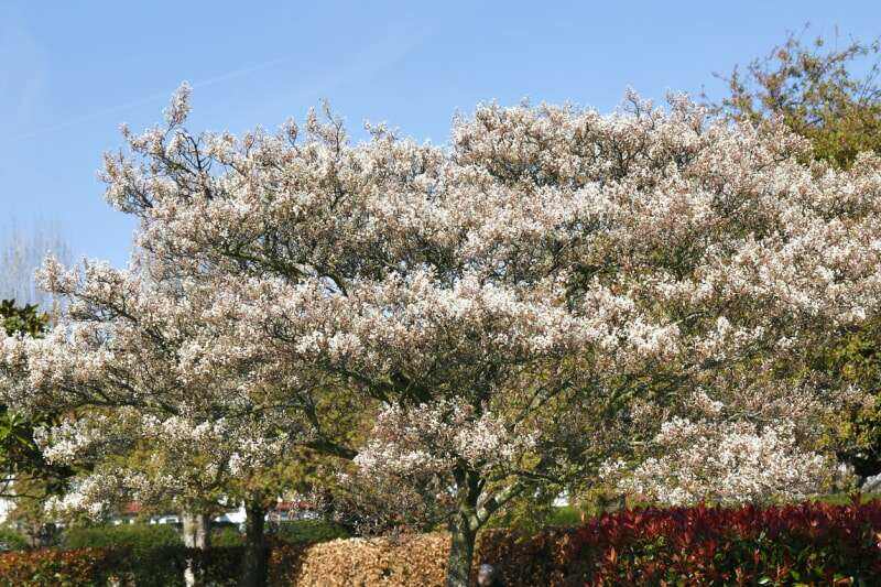 meilleurs arbres pour l'arrière-cour amélanchier fleurs blanches en fleurs larges branches