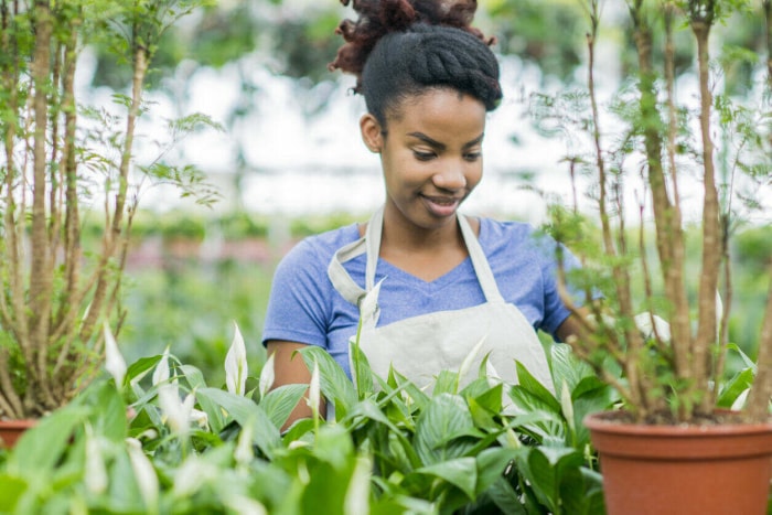 Une femme afro-américaine se trouve dans une pépinière. Elle porte des vêtements de jardinage. Elle travaille avec une plante de lys de la paix.