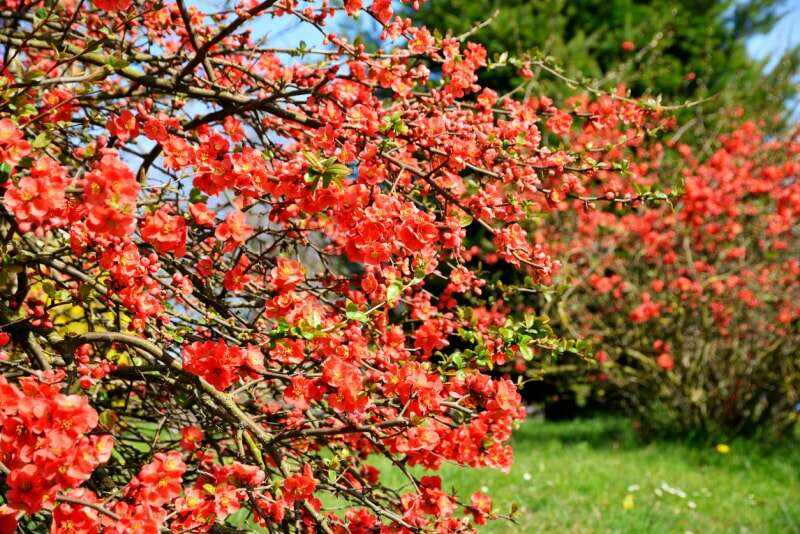 Grandes branches de l'arbuste à fleurs de cognassier dans un jardin.