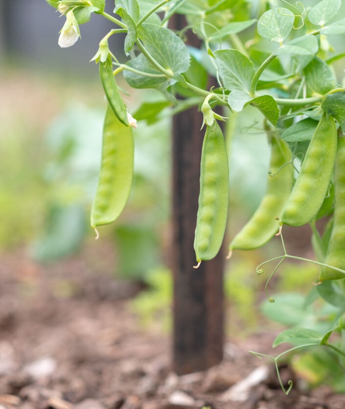 vue rapprochée des pois sucrés de l'Oregon poussant dans un jardin