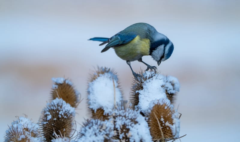 Oiseau chanteur bleu mangeant une plante enneigée