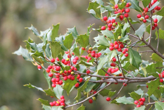 meilleurs arbres pour l'arrière-cour Gros plan des feuilles de houx américain et des baies rouges sur la branche