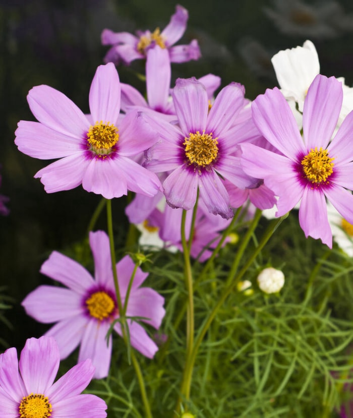 iStock-452533429 fleurs annuelles cosmos.jpg