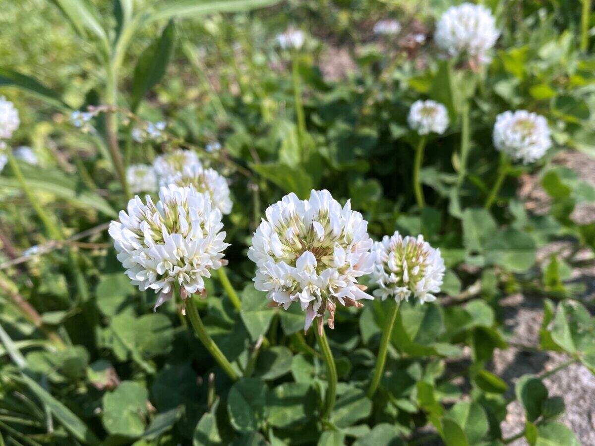 Gros plan de fleurs de trèfle blanc.