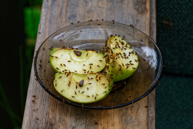 Mouches des fruits sur des tranches de pommes qui ont été laissées pour les attirer