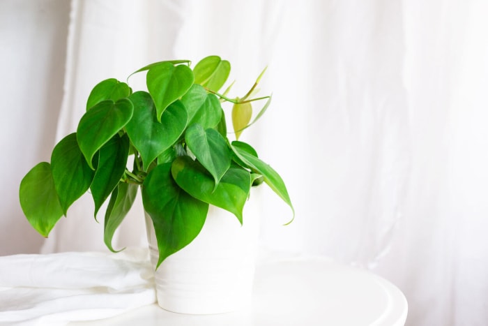 Plante de Philodendron à feuilles de cœur vert vif dans un pot blanc avec un fond blanc vif.