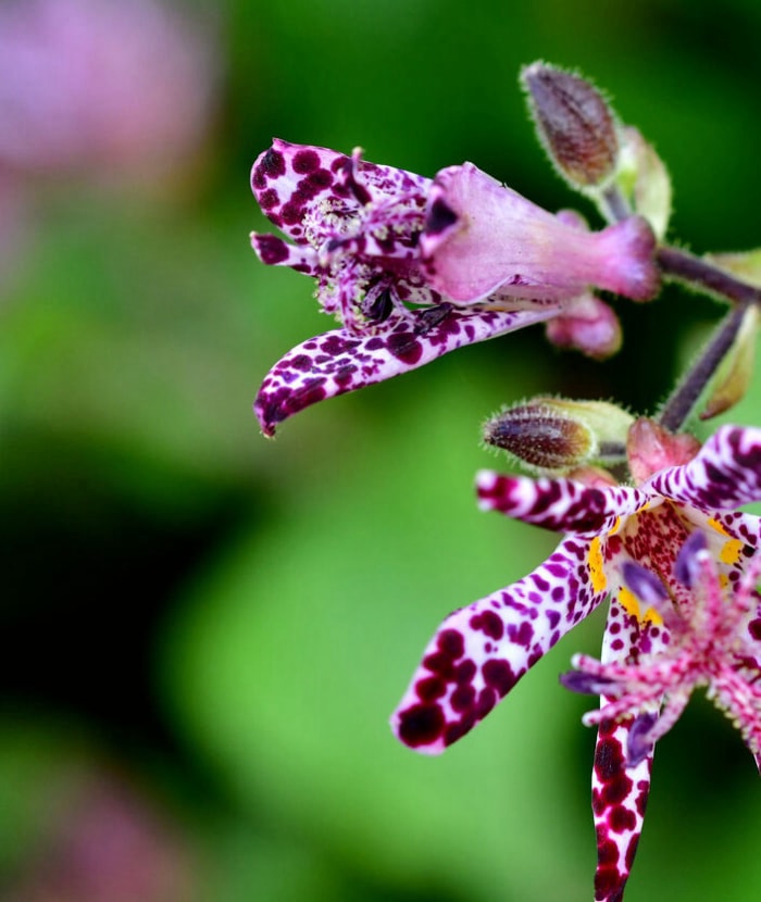 vue rapprochée des fleurs violettes tachetées du lys crapaud