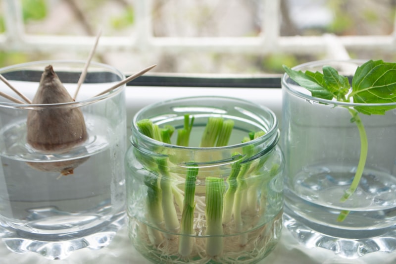 façons gratuites de démarrer un jardin - propagation de restes de légumes dans des bocaux