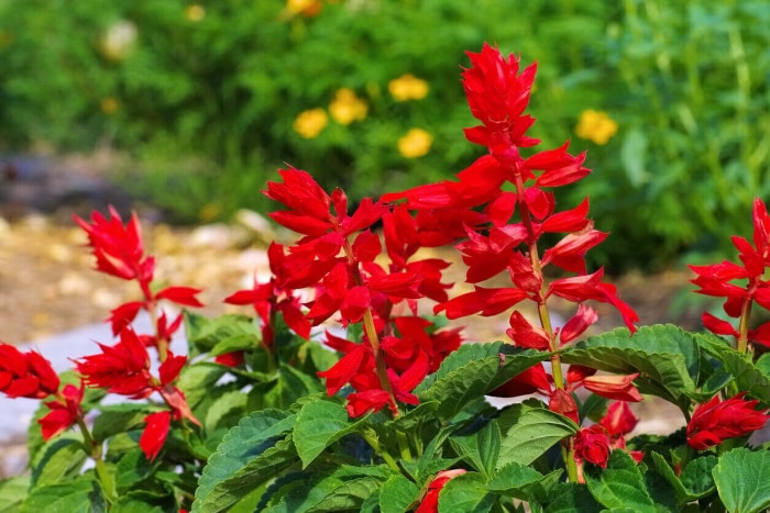 iStock-544349248 fleurs annuelles sauge.jpg