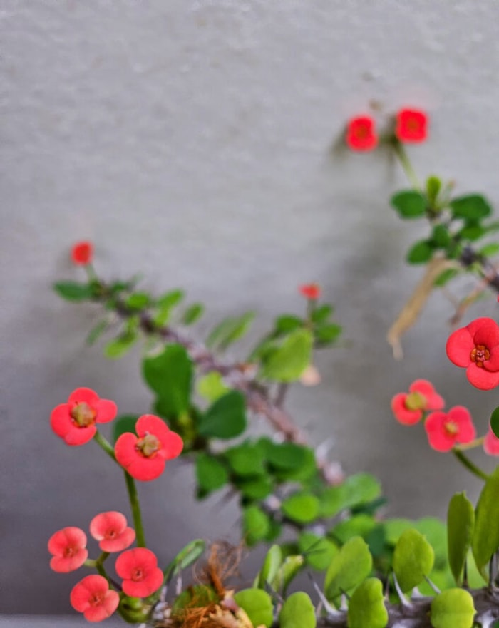 Plante d'intérieur couronne d'épines avec de petites fleurs roses et jaunes devant des tiges épineuses aux feuilles vertes.