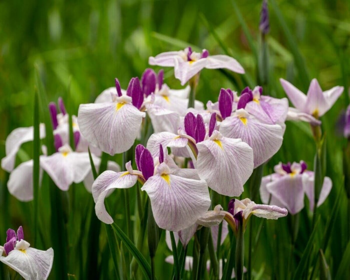 Multiples fleurs d'iris japonais roses et violettes.