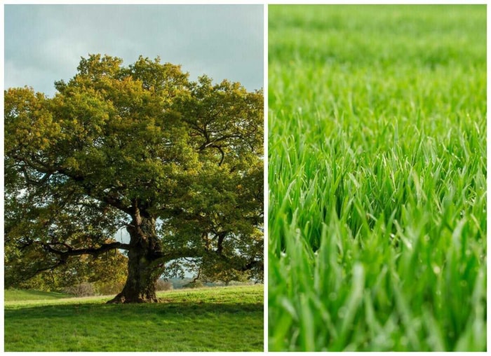 Mauvais voisins : 11 paires de plantes à ne jamais cultiver côte à côte