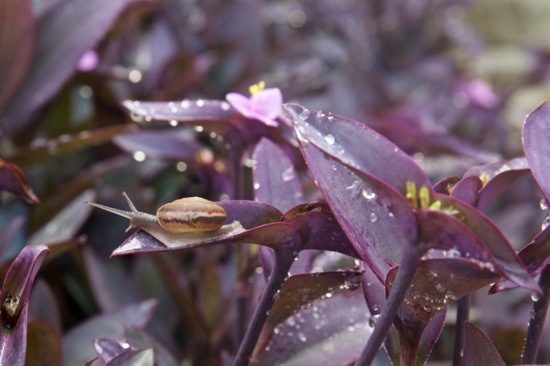 soin de la plante à coeur violet - escargot sur feuille