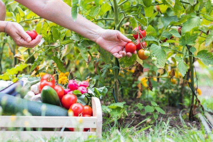 Cueillette de tomates pour la récolte du jardin