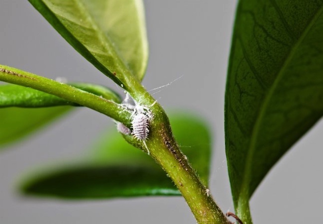 Nuisibles aux plantes d'intérieur - Cochenilles