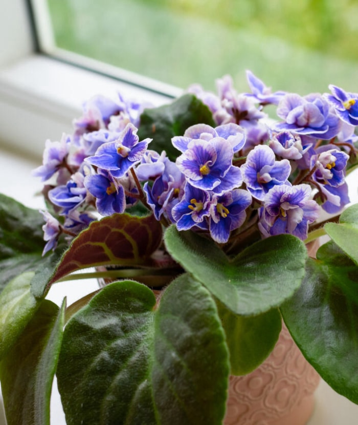 Fleur de violette africaine Saintpaulia en fleur comme décoration pour le rebord de la fenêtre et la maison. Gros plan, été