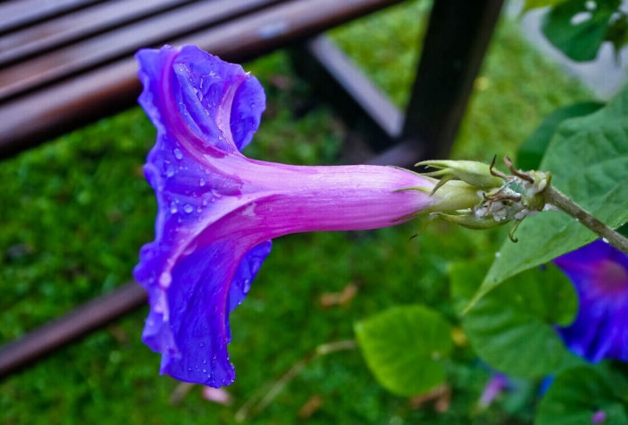 iStock-1452515088 morning glory care vue latérale gros plan de la fleur de morning glory