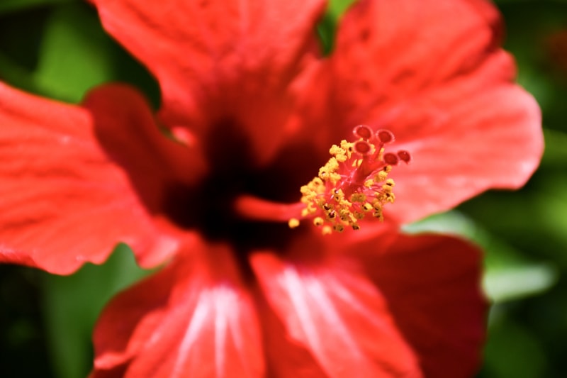 Gros plan extrême d'une fleur d'hibiscus rouge.