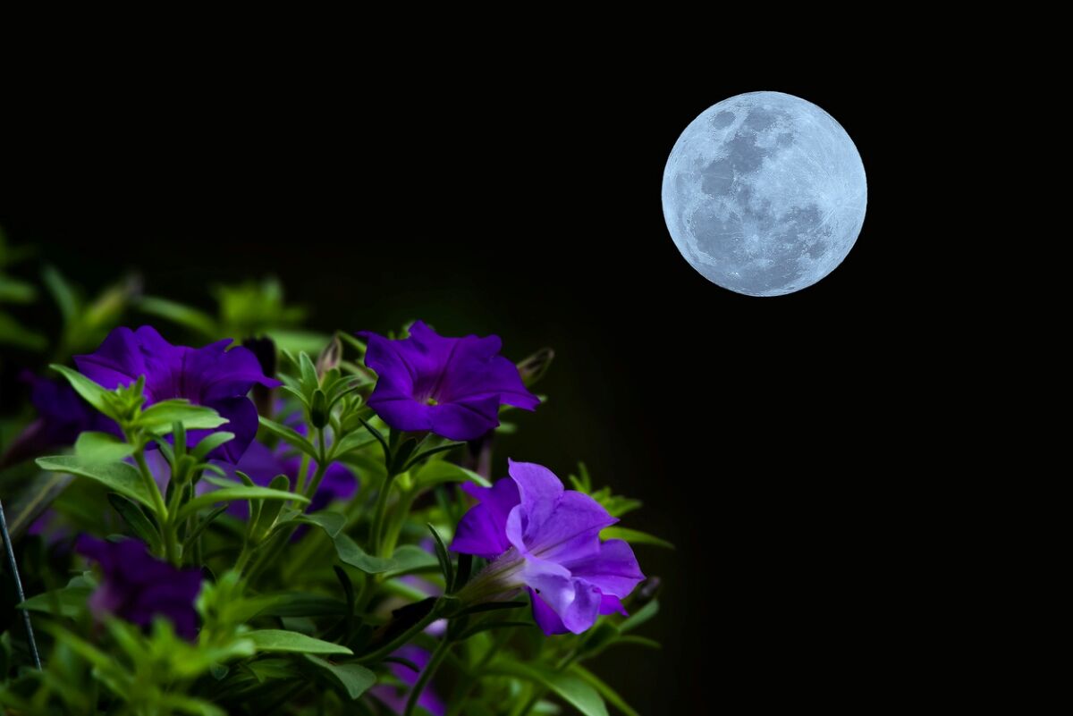 Fleurs violettes fleurissant sous la lune.