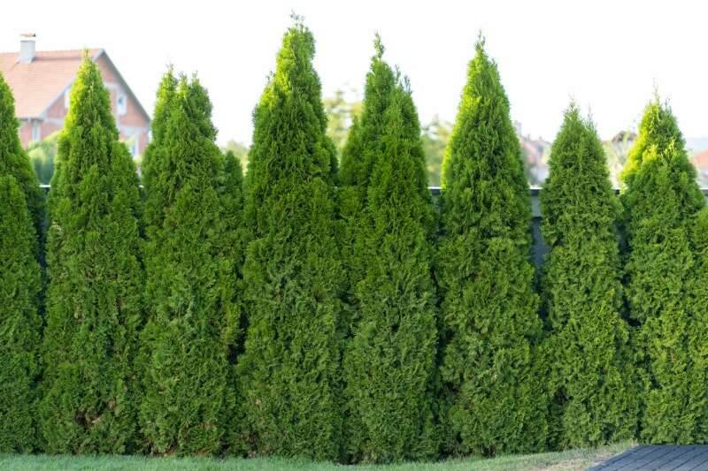 meilleurs arbres pour l'arrière-cour arbres géants verts en rangée dans l'arrière-cour