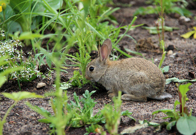 Comment se débarrasser des lapins